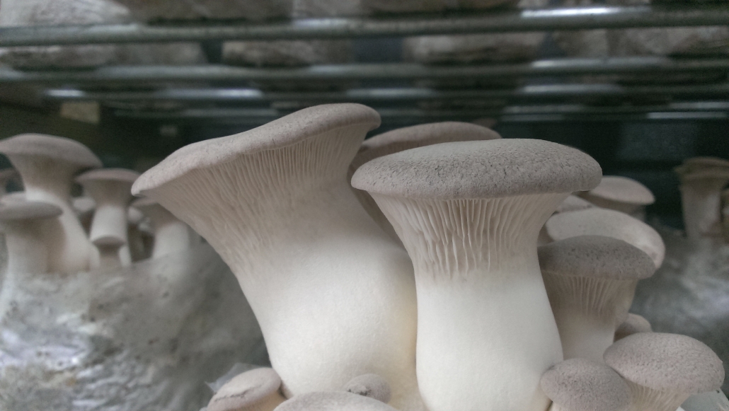 Locally Cultivated King Oyster Mushroom