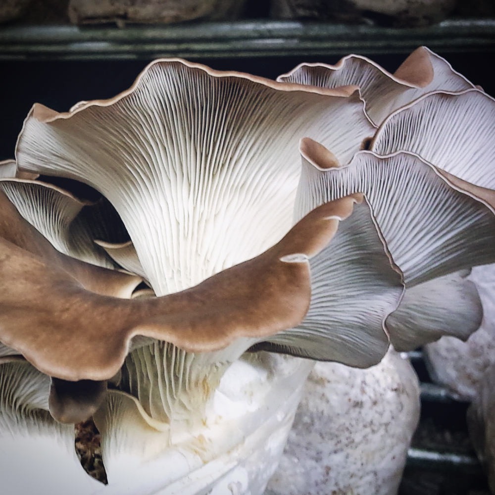 Locally Cultivated Phoenix Oyster Mushrooms